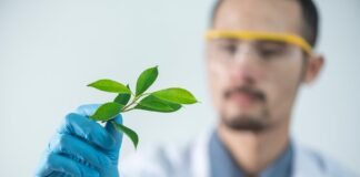 person holding green leafed plant