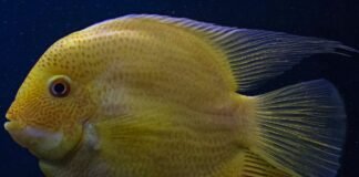 yellow fish in close up photography