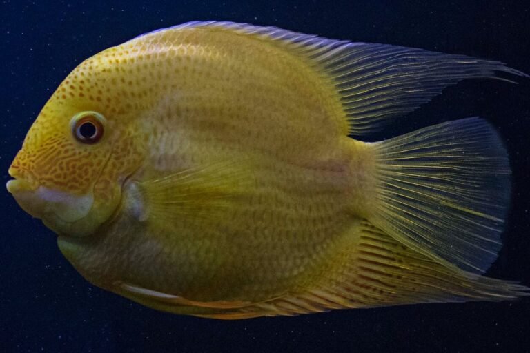 yellow fish in close up photography
