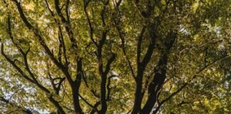 brown bench beside tree