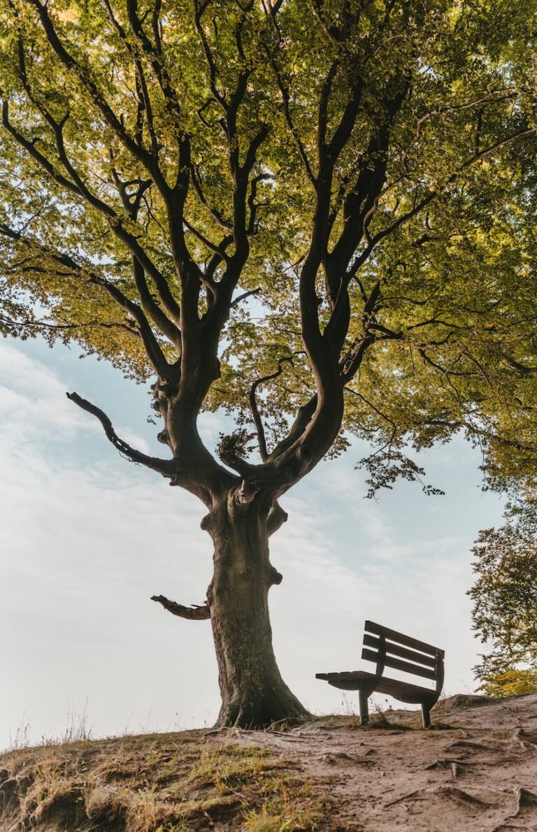 brown bench beside tree