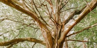 photo of old tree
