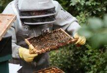 crop beekeeper considering honeycomb in apiary