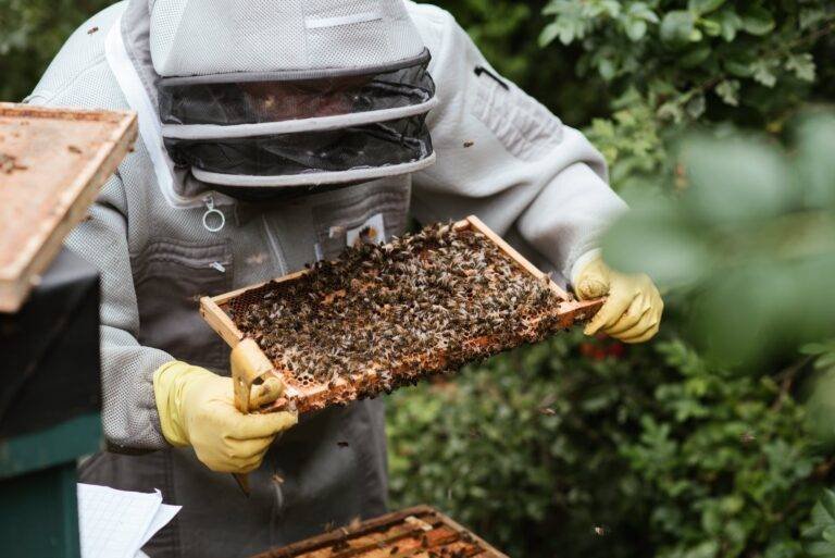 crop beekeeper considering honeycomb in apiary
