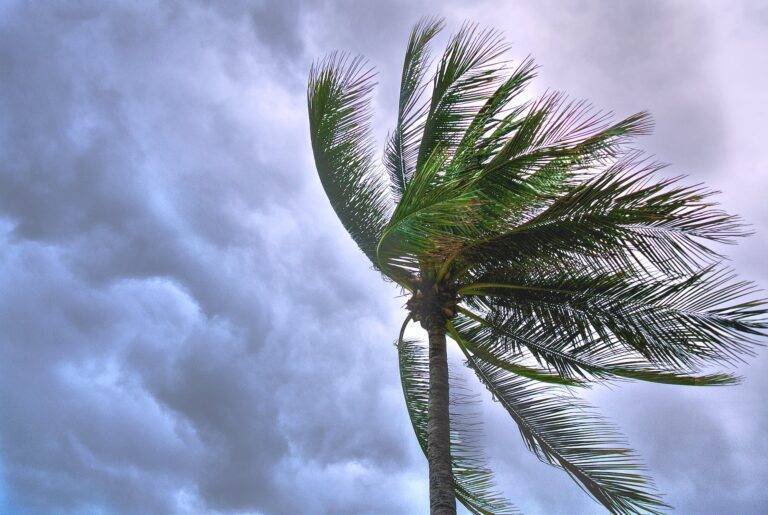close up photo of coconut tree